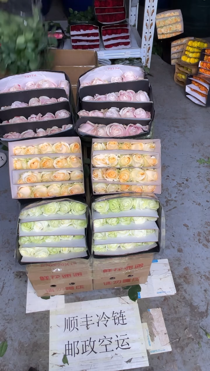 白雪山20枝+粉红20枝+香槟20枝