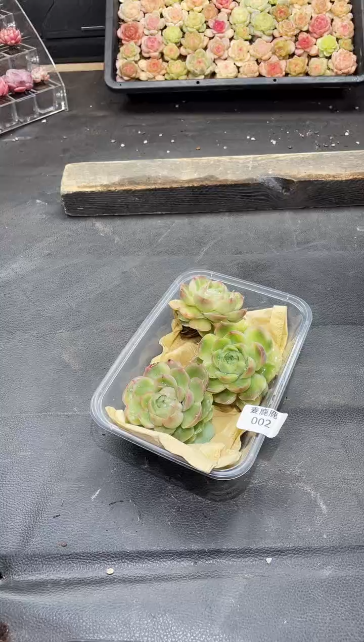 002水晶虾饺  成品   量拍3颗
