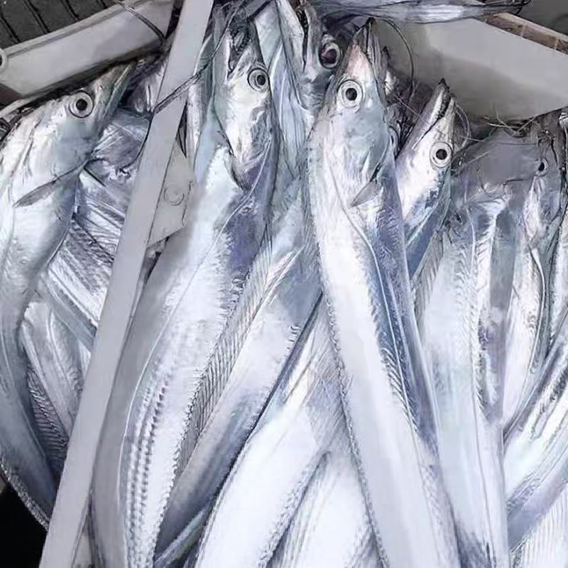 A新鲜大号海钓带鱼7-6两每条发8条野生 油带鱼速冻缩鲜顺丰包邮