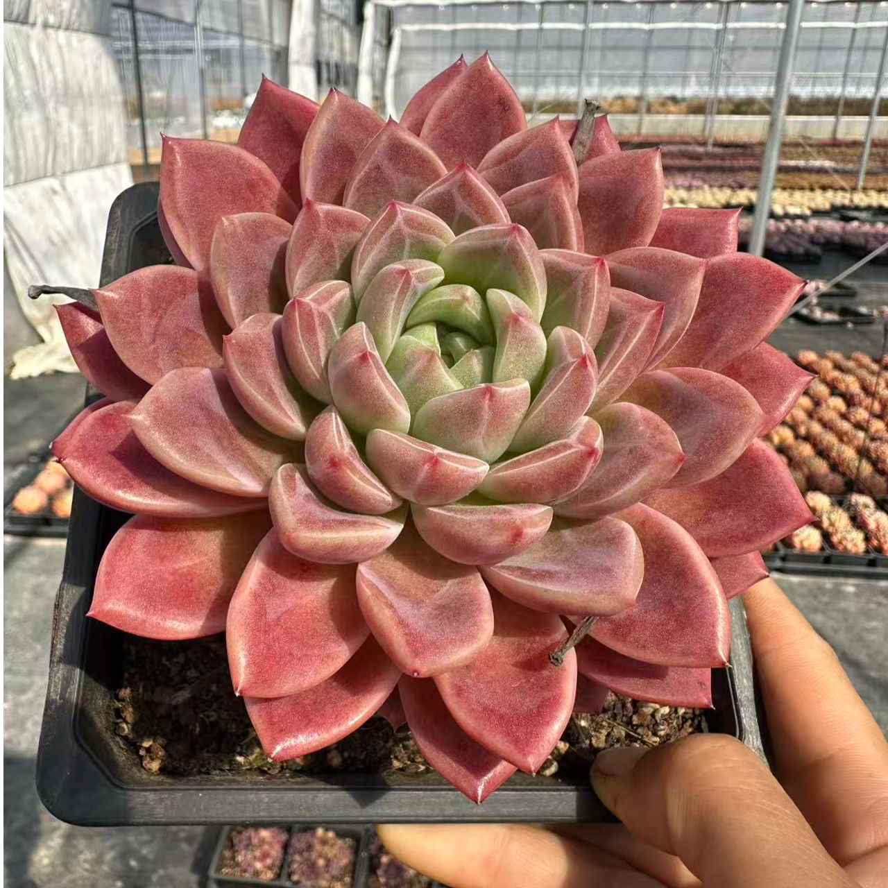 13#大瑶池多肉植物   前男友精品多肉sm0182