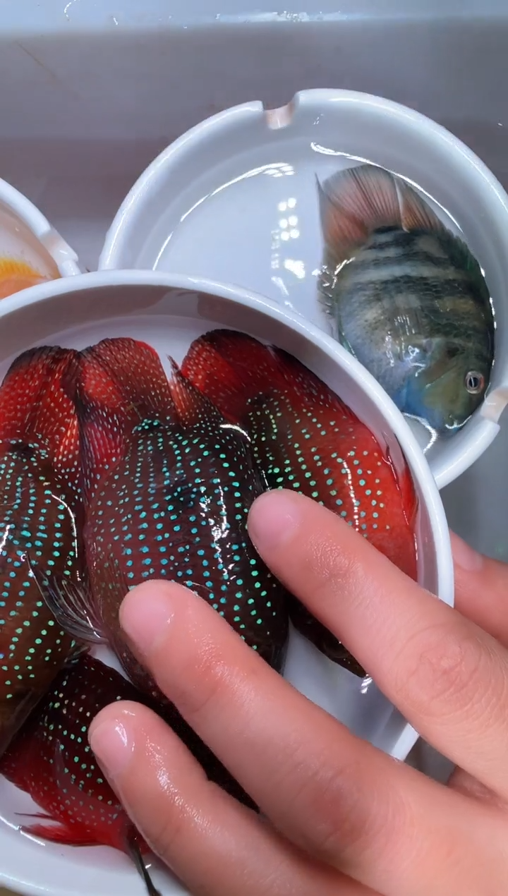 红宝石鱼红宝石4条