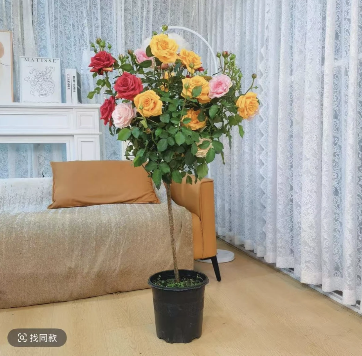 顺丰发货【加高1米到1米3】多色月季花棒棒糖四季开花2-6色带花苞BL