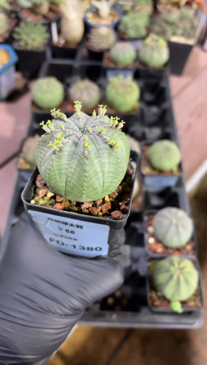 布纹球大戟FD-1380