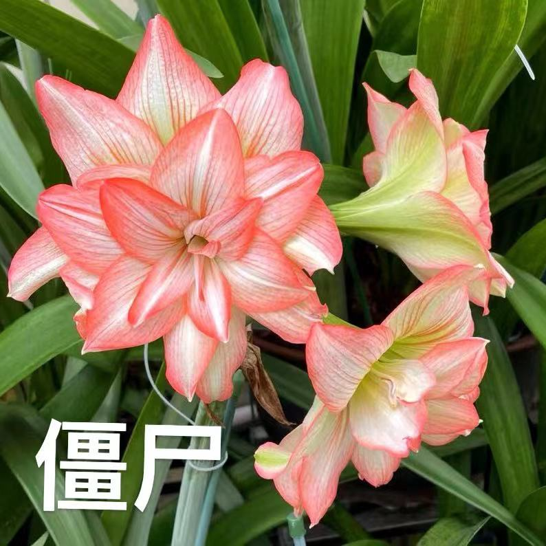 包对版【僵美人】南非进口重瓣朱顶红自然球默认有花叶