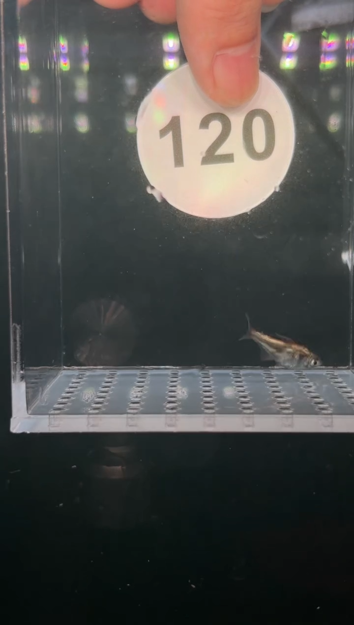 灯科鱼K****t【120】白金钴蓝梦幻旗