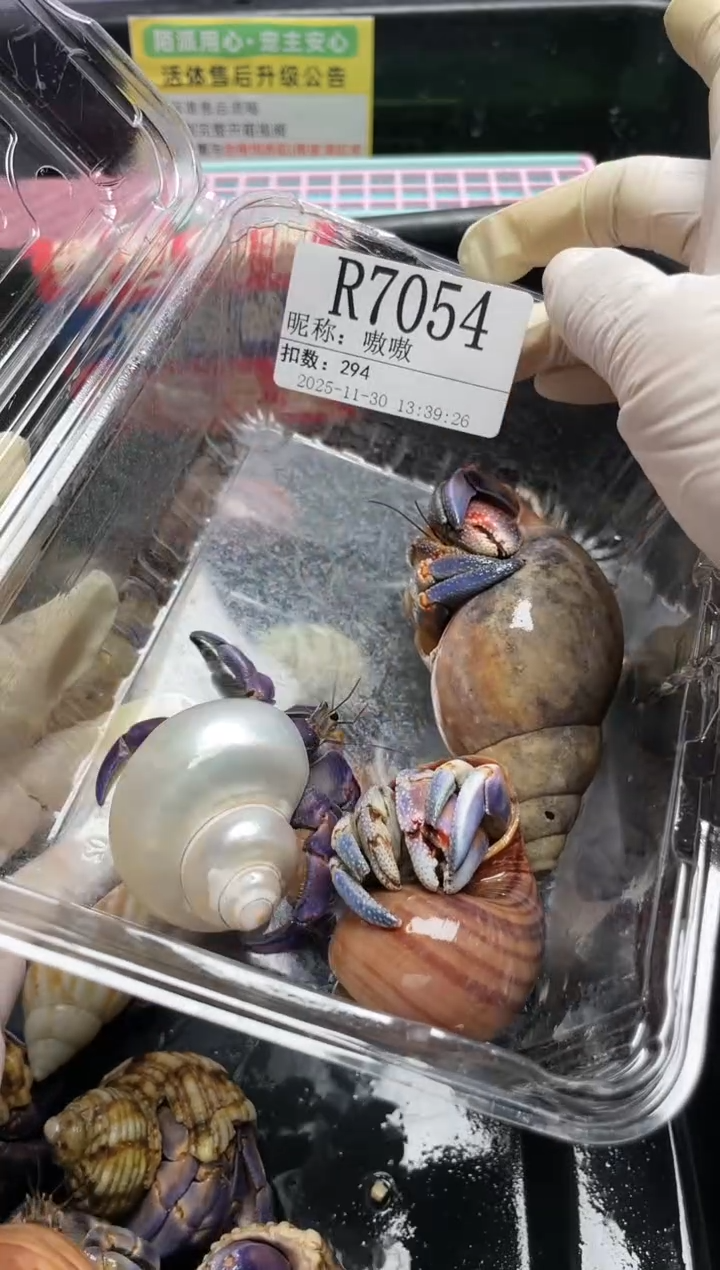 嗷*陌派帝国寄居蟹7054