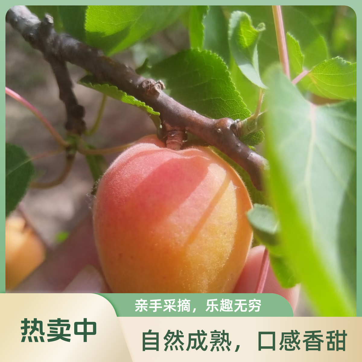 【头茬南山红杏】北京平谷 拍3斤送2斤 高山种植现摘现发 顺丰包邮北京市