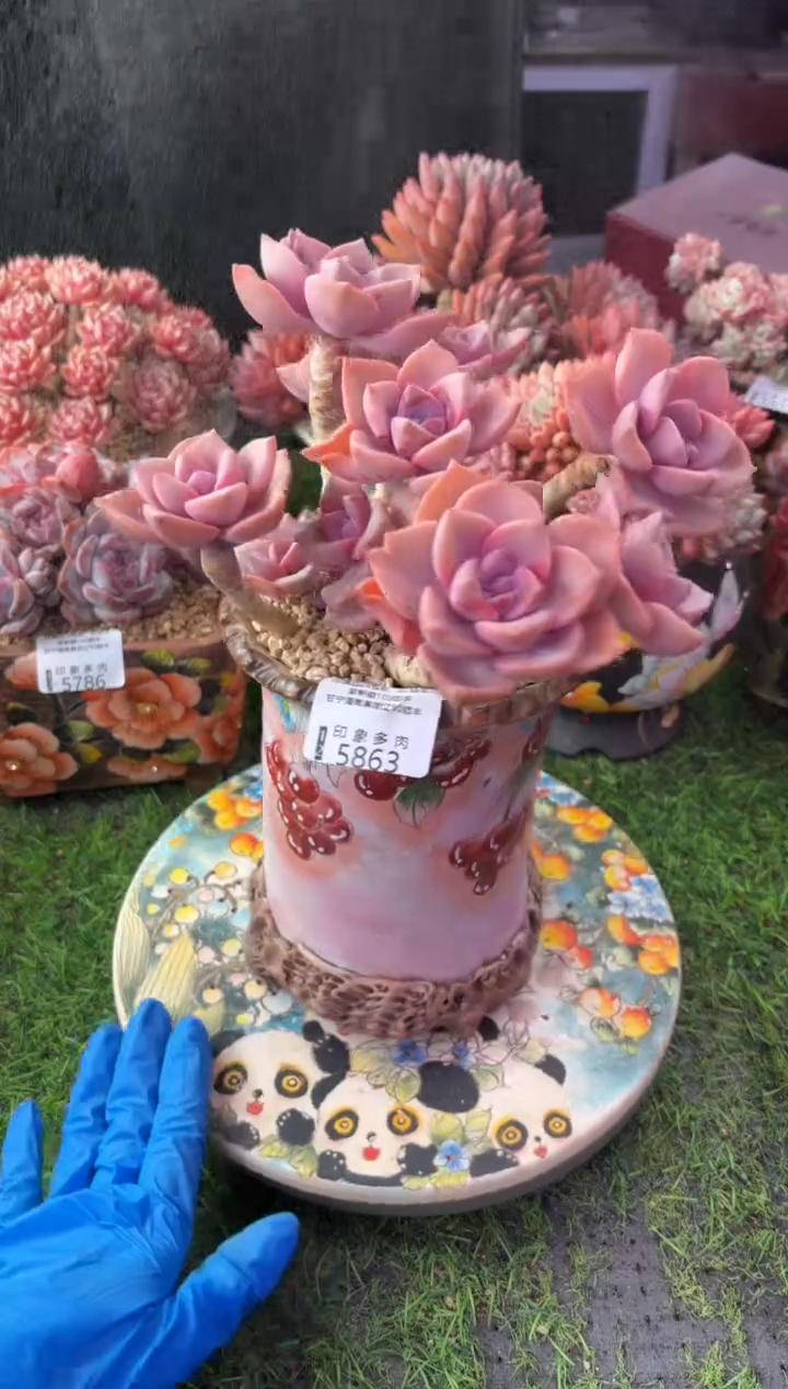 昆明印象多肉5863