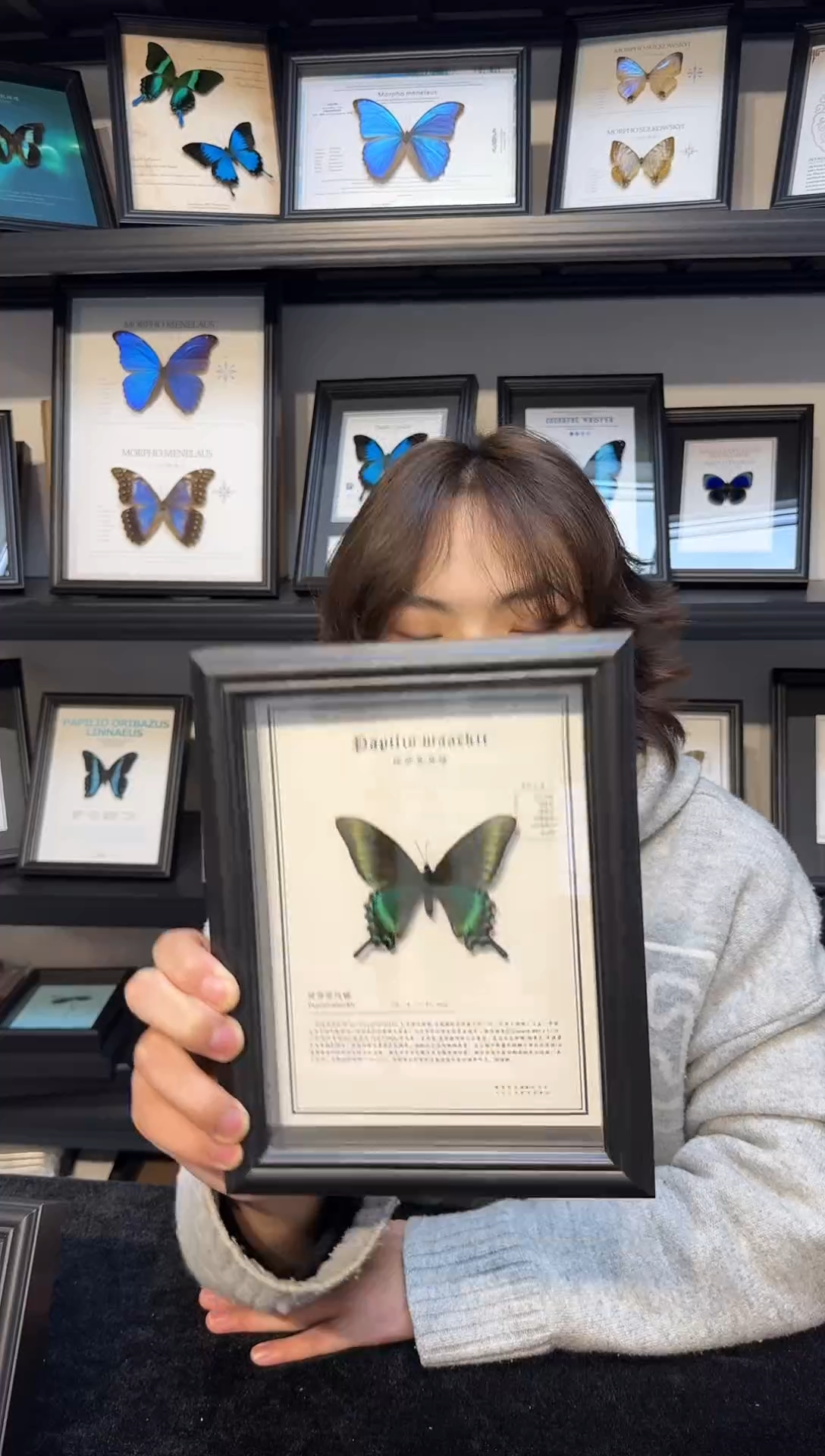 玻璃真实蝴蝶标本