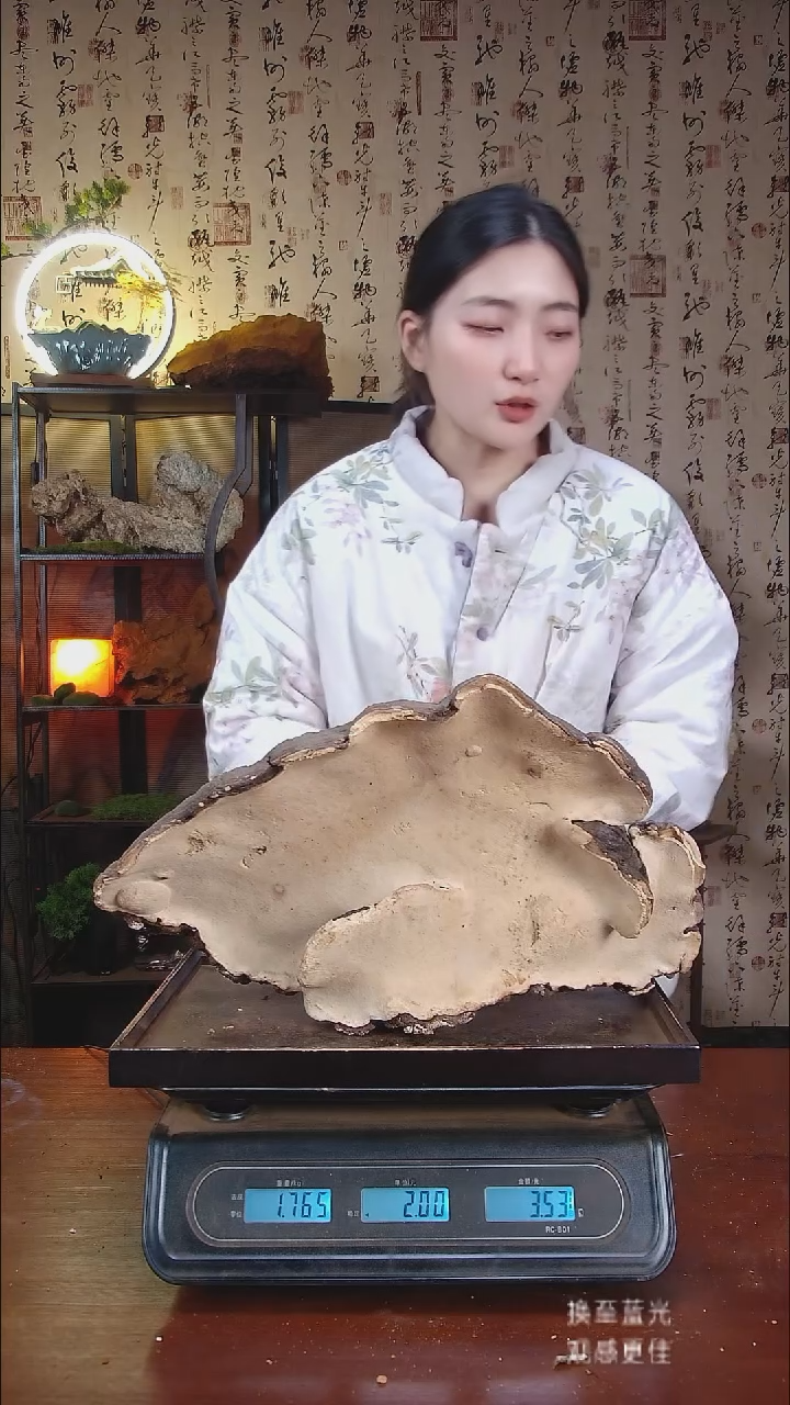 红缘拟层孔菌中国大陆【藏区野生】红缘树舌（3.53斤）40-50年份