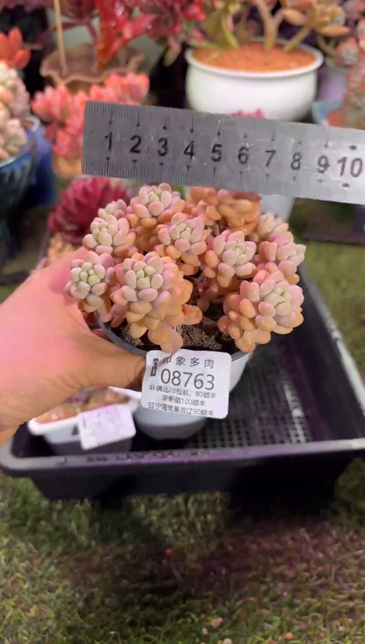 【闪购商品】08763