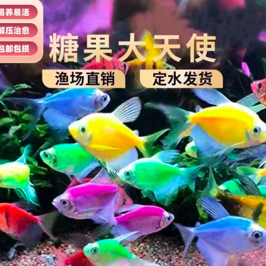 天使鱼热带小型观赏鱼