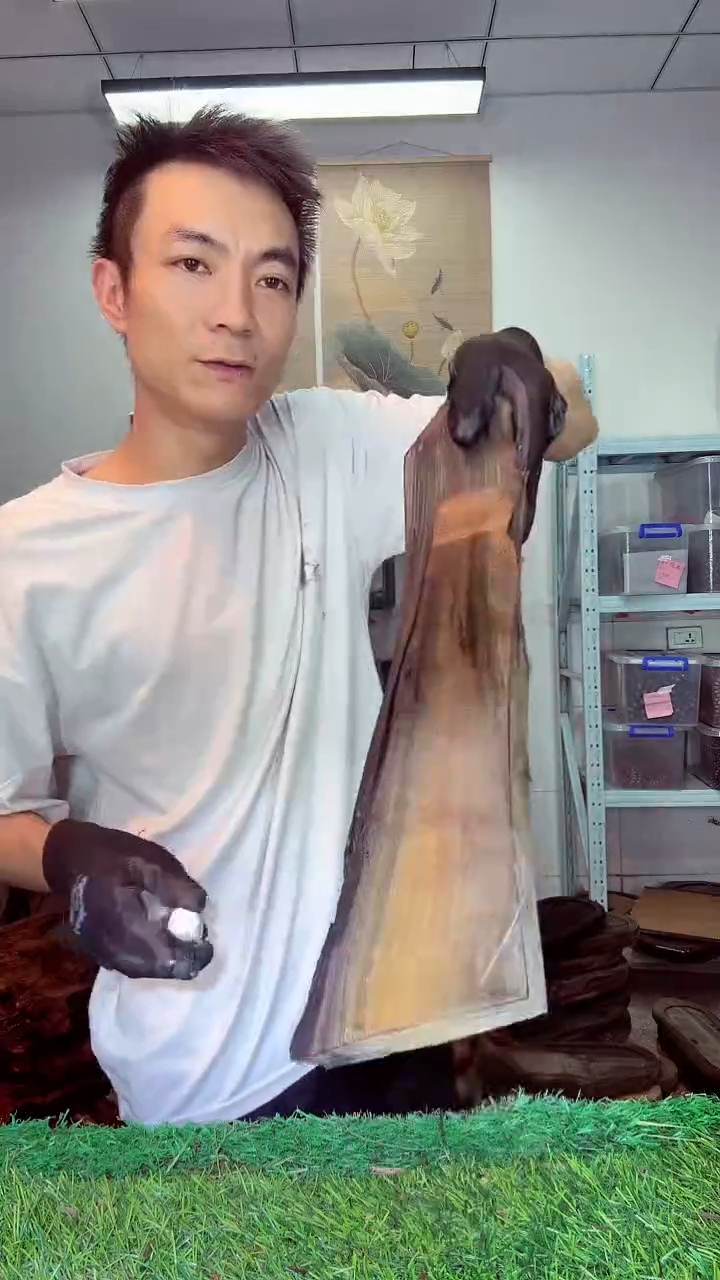 金丝楠小叶桢楠218