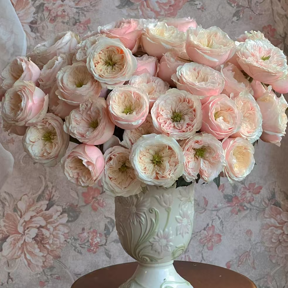 【一品花集】【达林顿】超稀有单头玫瑰（注意：带包装醒花哦~）