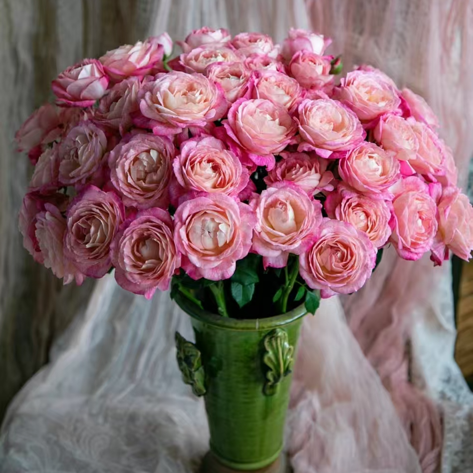 【单头美人醉】玫瑰满足包邮条件再拍单拍需要补运费  云南基地直发