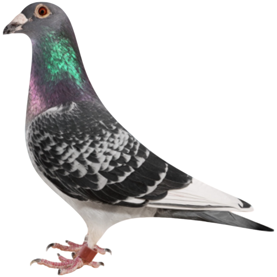 直播链接鸽子用品成绩鸽种鸽饲养好帮手助力爱鸽健康成长精品鸽子