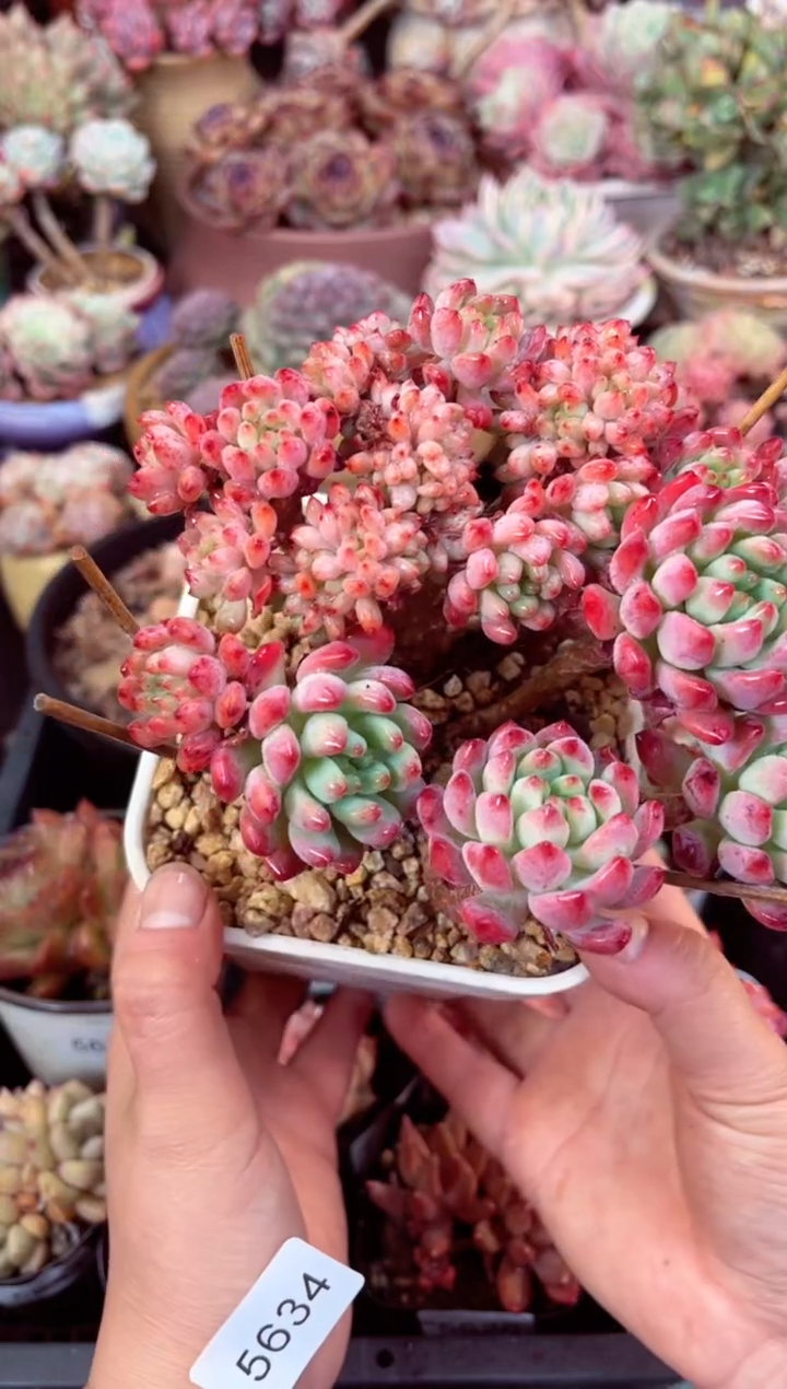 【闪购商品】5634蓝苹果缀化多肉