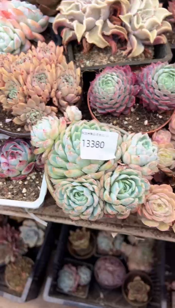 洙*多肉植物一物一拍13380