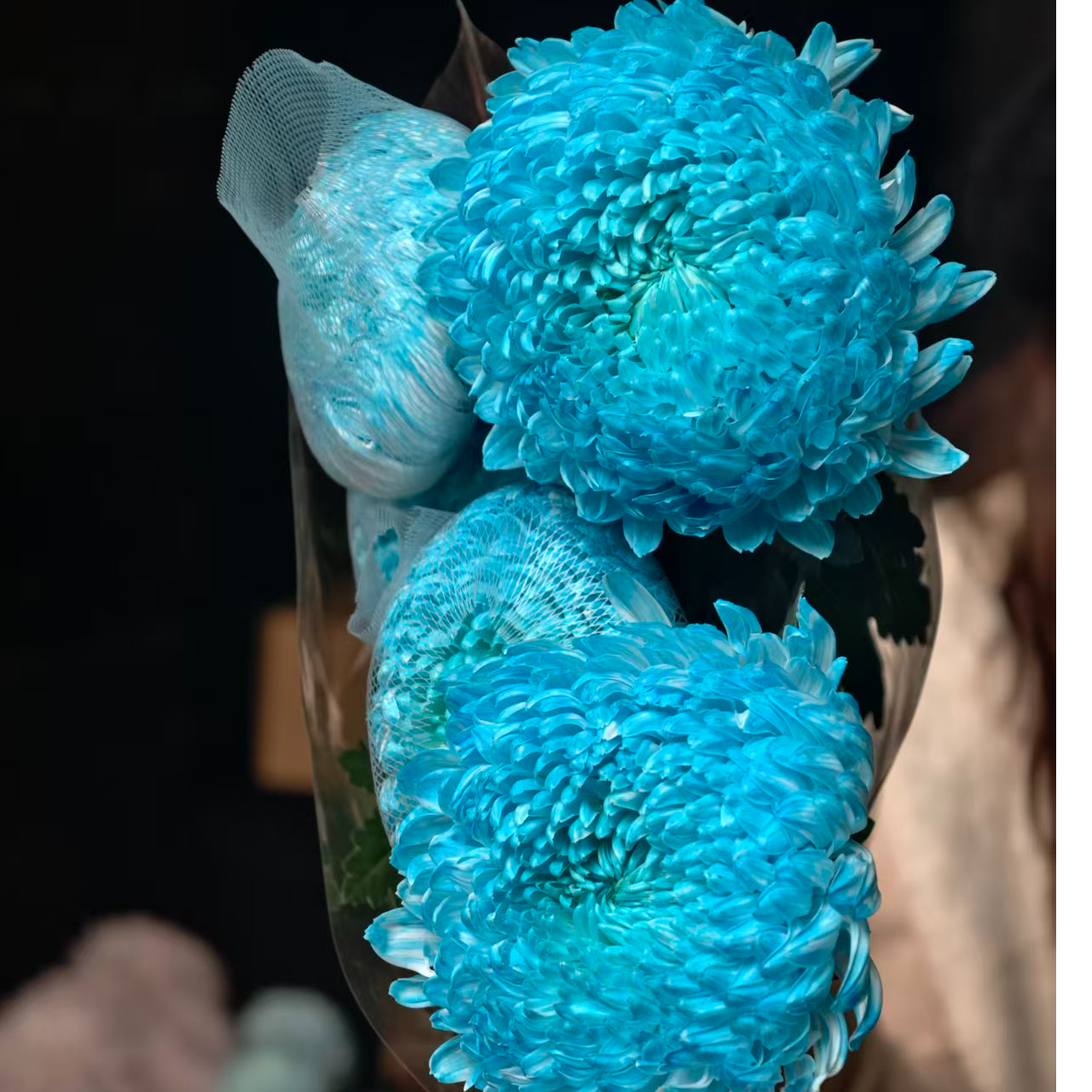 A级稀有大花晴山蓝牡丹菊5支枝