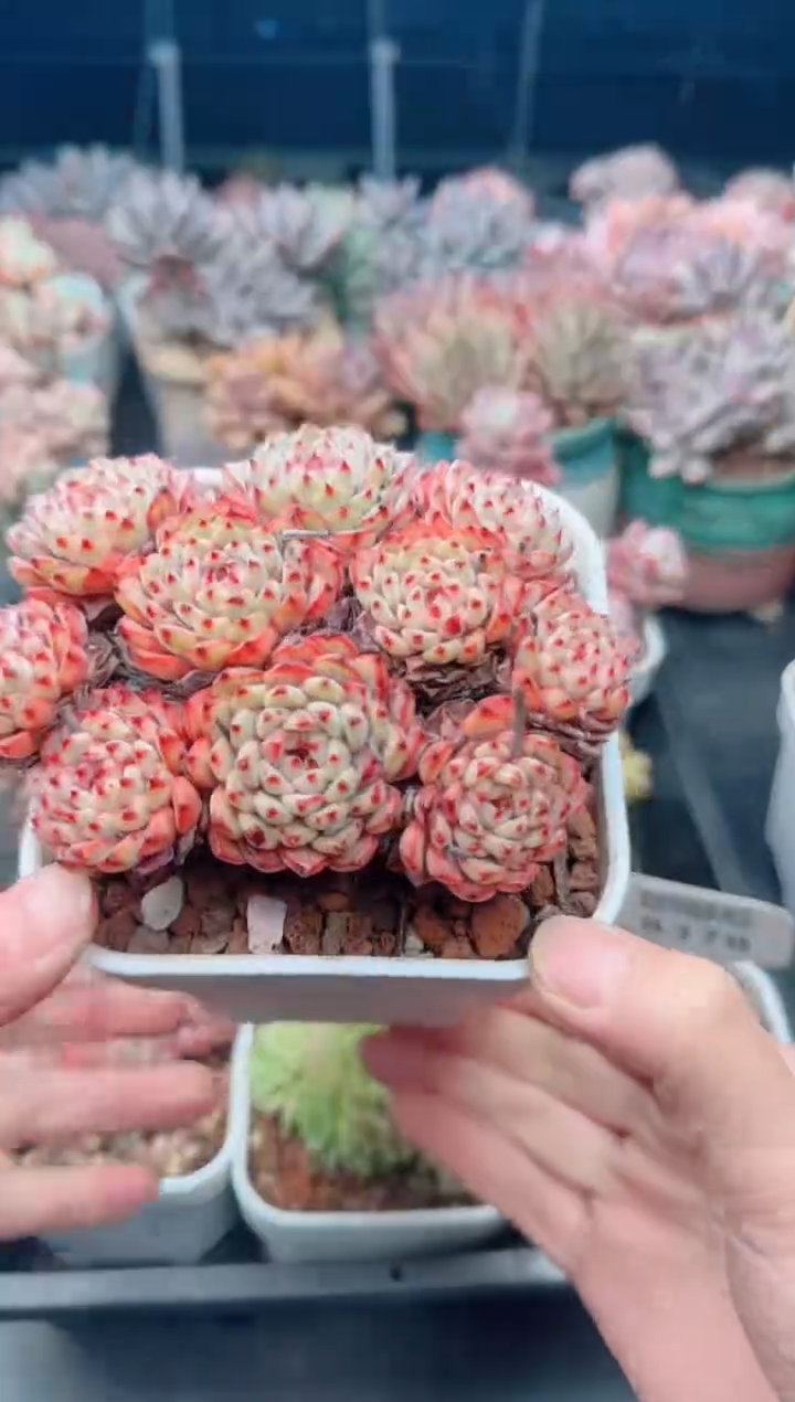 【闪购商品】8381姬莲