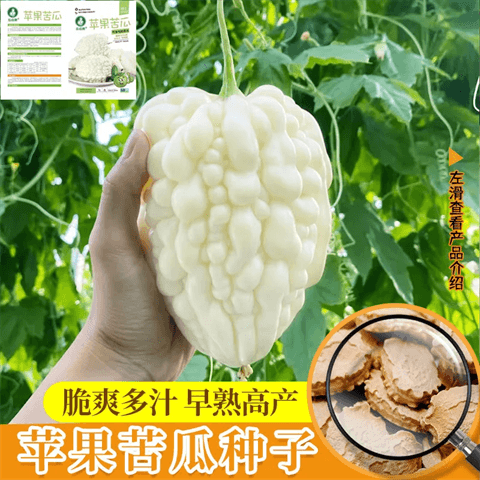 台湾苹果苦瓜种子蔬果生吃不苦甘甜水果白苦瓜春夏秋四季蔬菜种籽