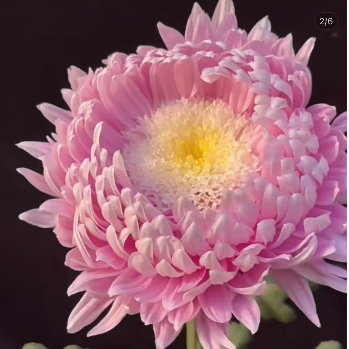 【宝莲灯】菊花盆栽带花苞发货大花特色花卉绿植