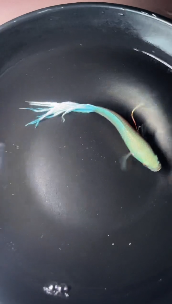 斗鱼游龙无纹蓝1