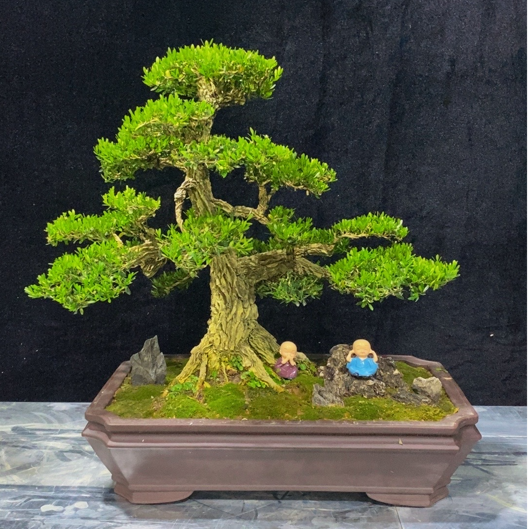 广东皱皮罗汉松雀舌黄杨盆景绿植