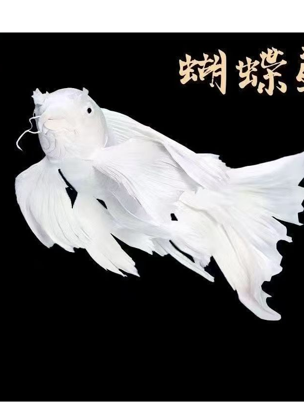 精品蝴蝶鲤圆头鹰嘴