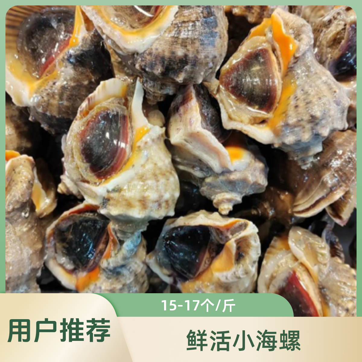 【大蕾子亲选】青岛红岛野生鲜活小海螺海鲜，3斤（尝鲜福利，顺丰包邮）精品