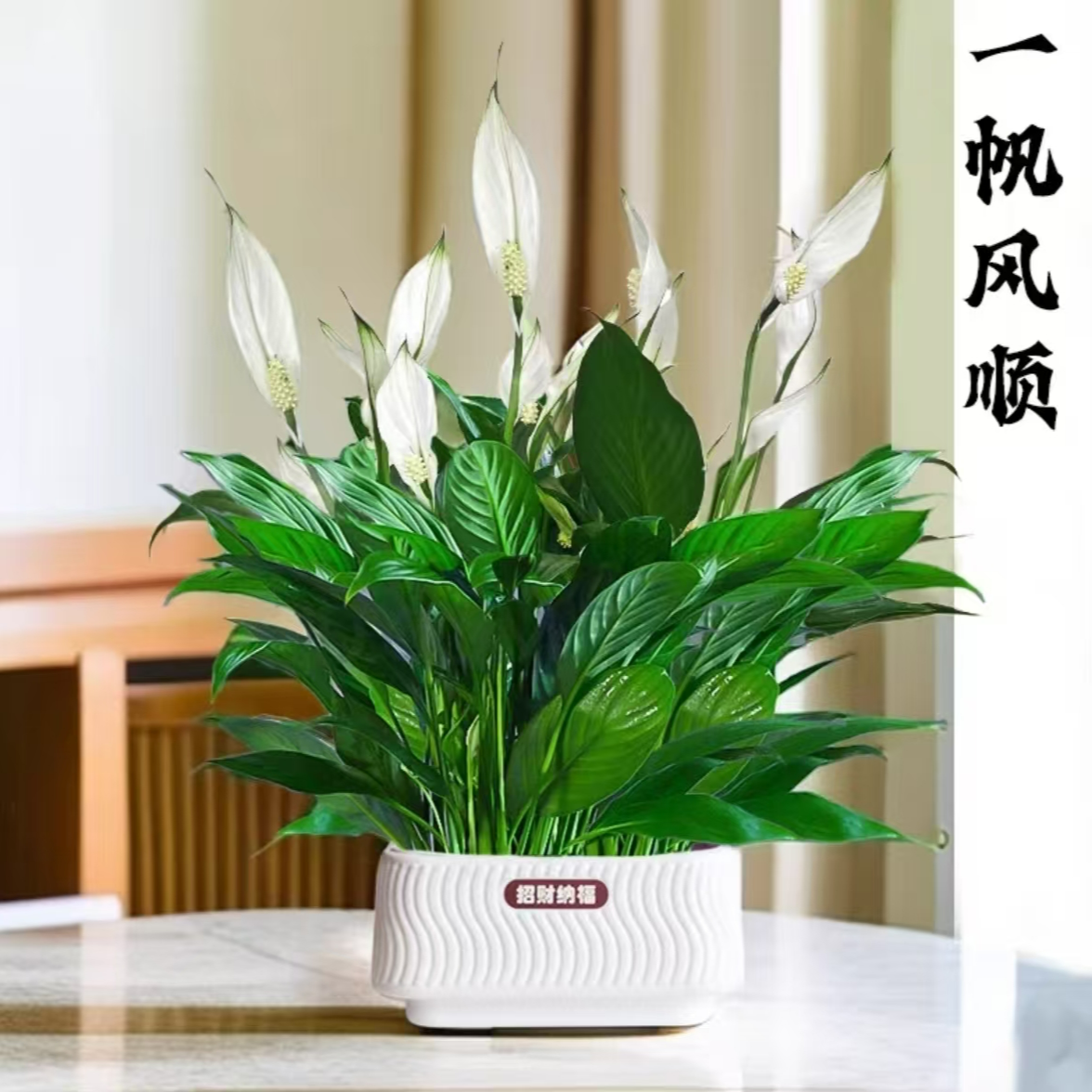 白掌花卉盆栽室内客厅盆景植物办公室吸甲醛净化空气四季开花绿植