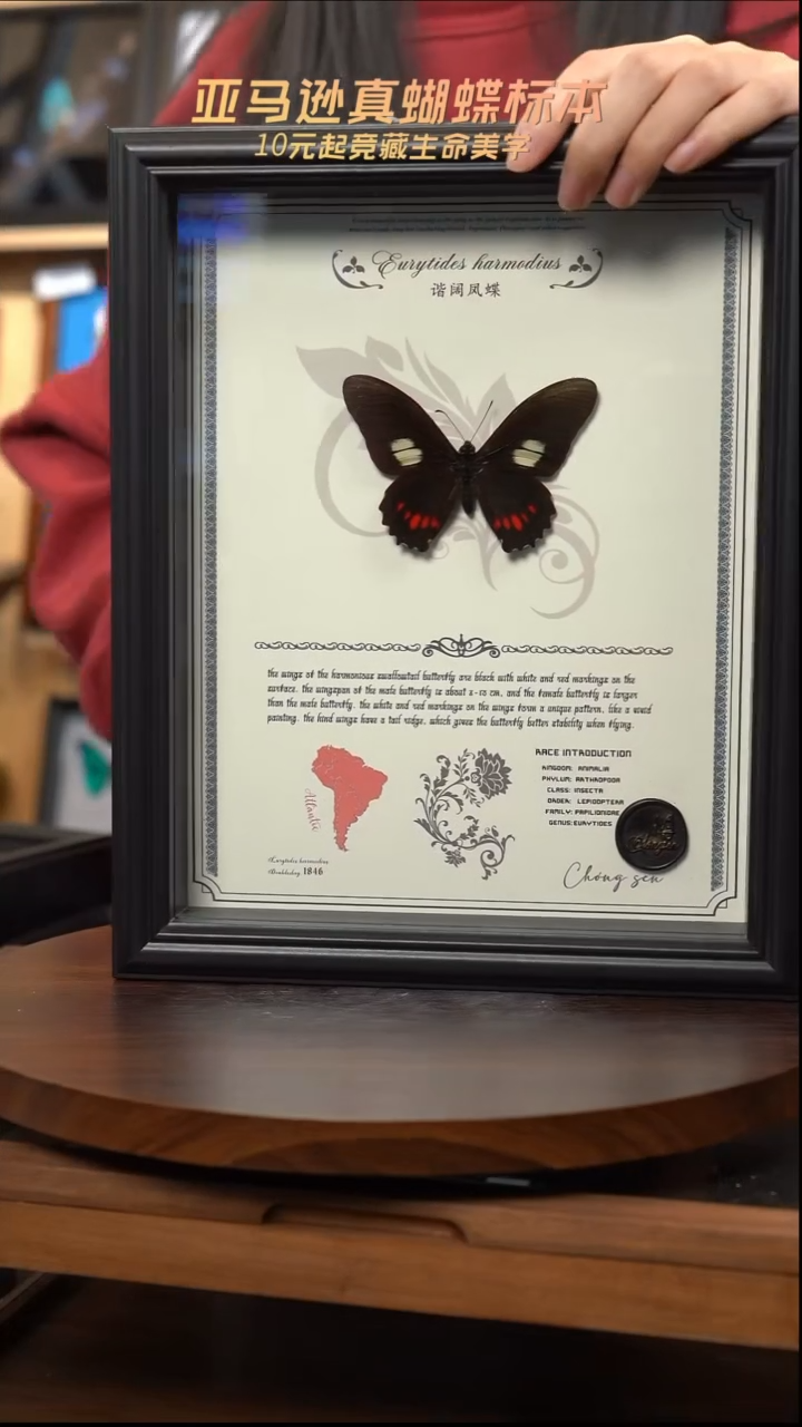 谐阔凤蝶10寸重逢艺术款