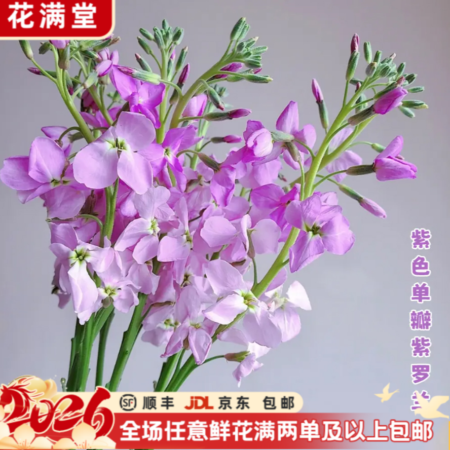 元旦热卖【次日达·单瓣紫色紫罗兰】单瓣紫色紫罗兰10枝·全场两单鲜花顺丰包邮·基地直发·批发·家居花DIY