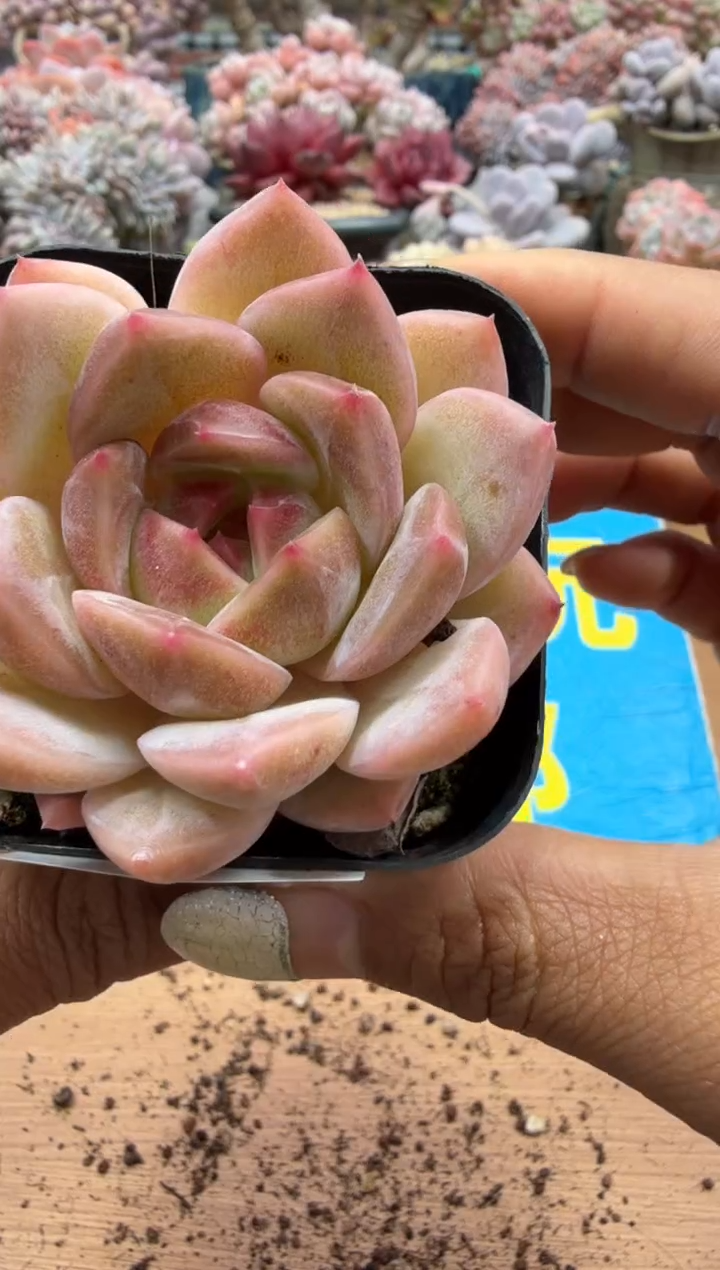 东云多肉园二店-315