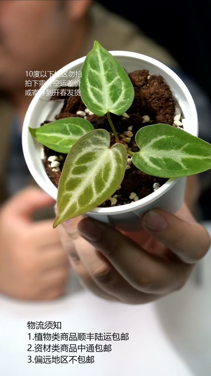 完全开放银刷子*个体水晶