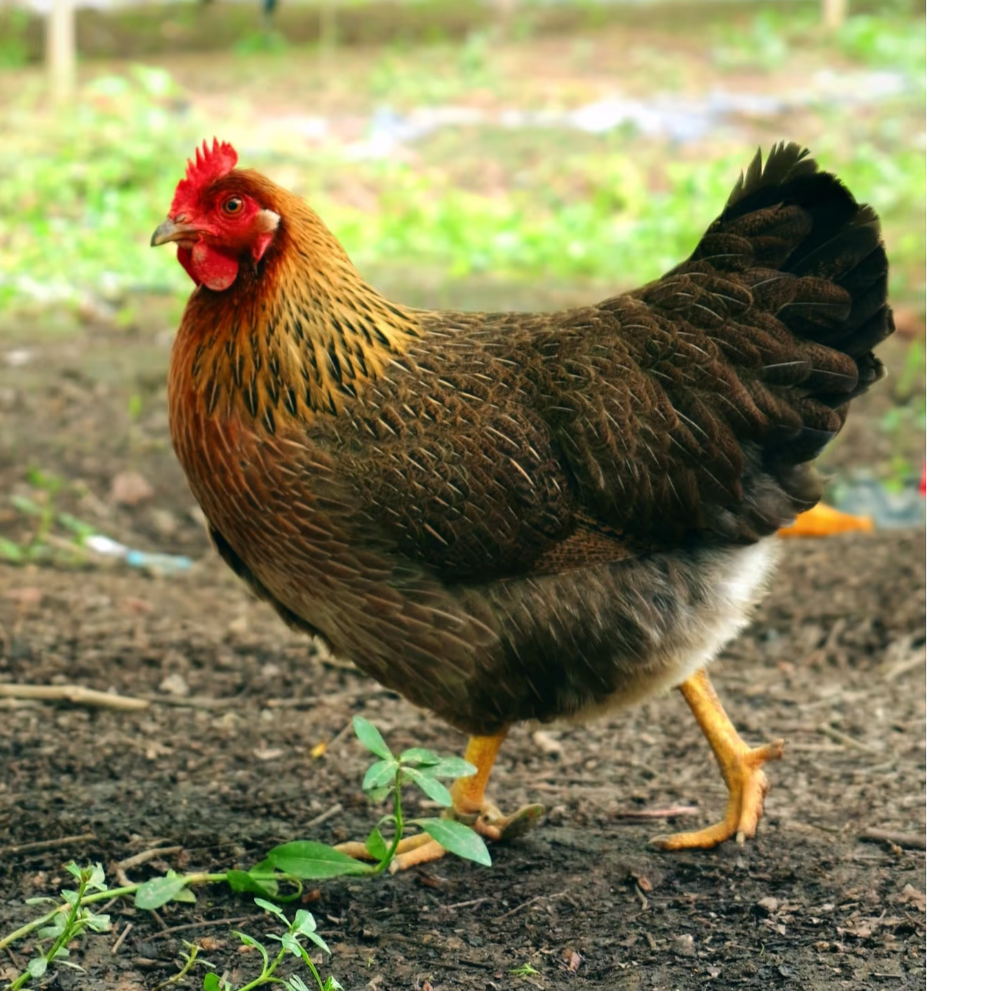 3只清远200天鸡项 五谷杂粮 山林散养