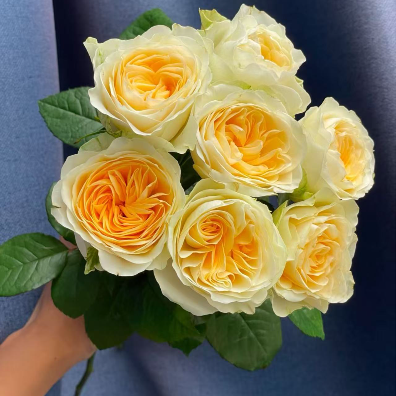 【花桥】奶油杯单头玫瑰