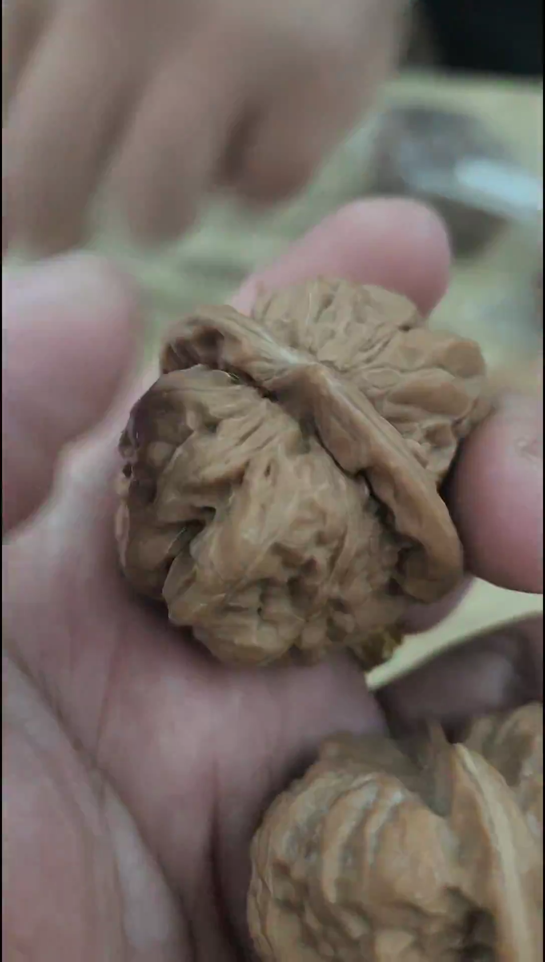 把件核桃全品蛤蟆头无修大尺寸#41009878