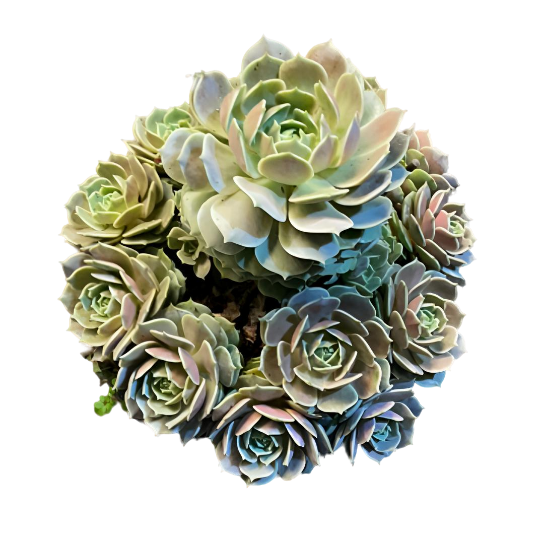 【大号露娜莲】淡紫色老桩精品盆栽绿植控养大型捧花造型多肉