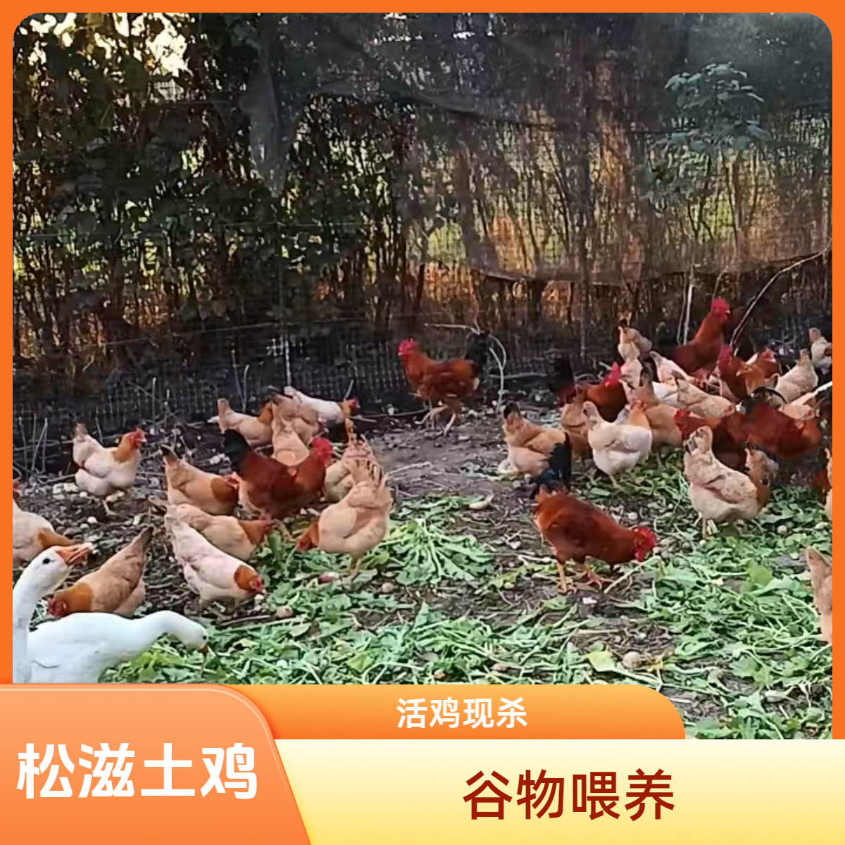 【生蛋土鸡母1只】农家生态散养土鸡净重2斤左右现杀现发真空发货