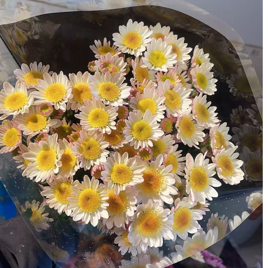 荷包蛋 小雏菊全店任意N单一个运费