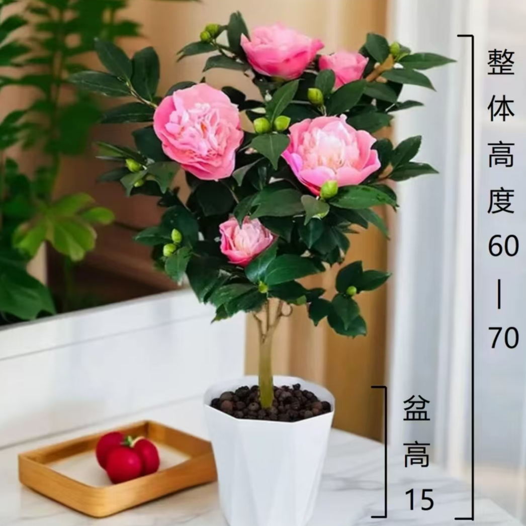 【60-70cm】香妃茶花盆栽带白盆带花苞浓香型冬季开花室内耐寒