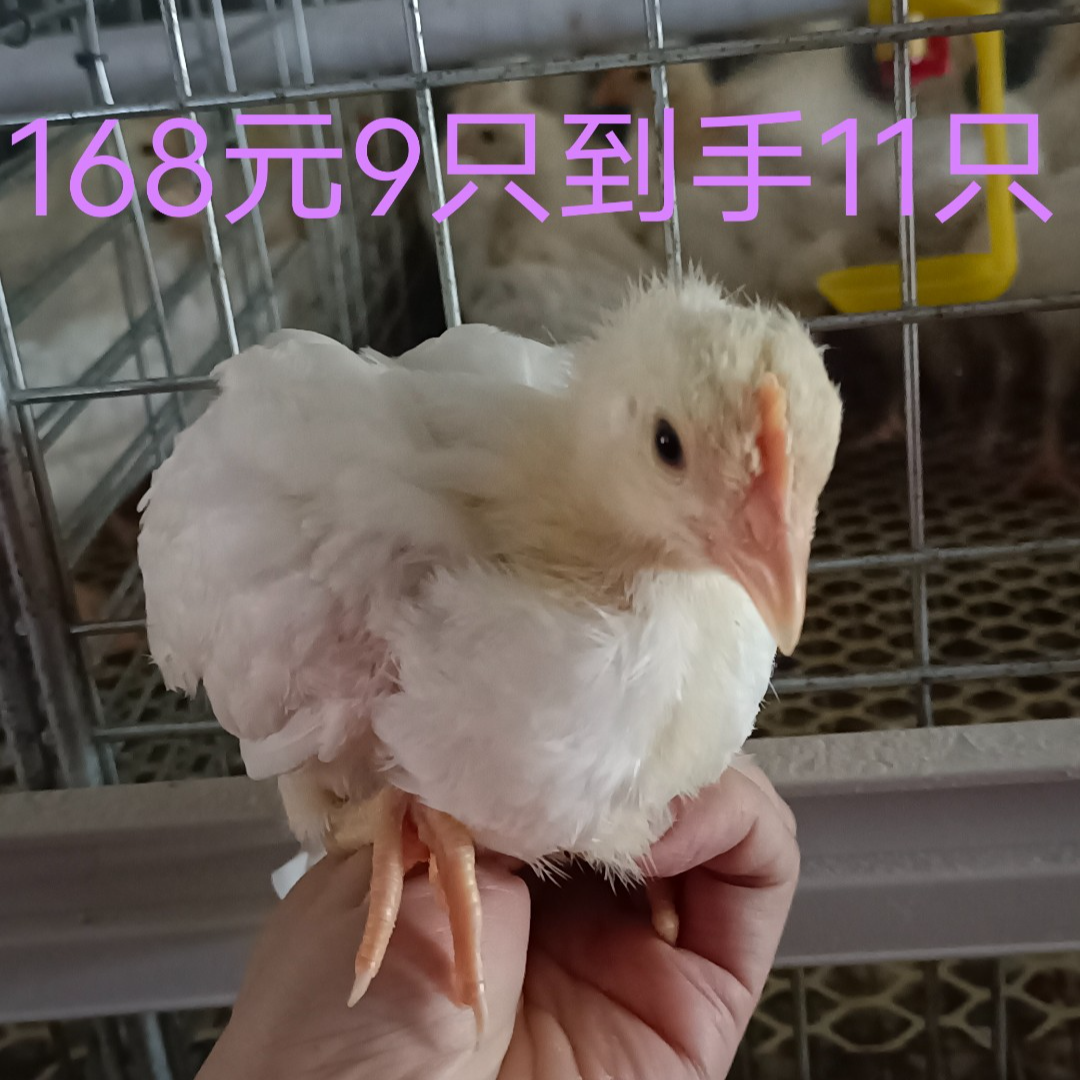 30天的白来航红冠百羽