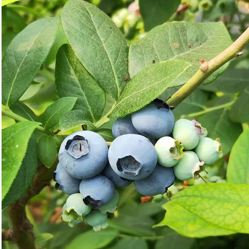 【当季品质蓝莓】蓝莓水果怡颗蓝莓现摘现发孕婴辅食【顺丰包邮】