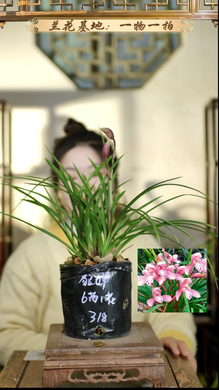 完全开放貂蝉6苗花苞