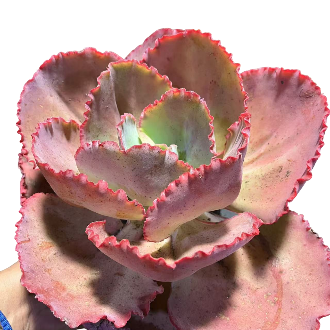 精品多肉 蓝色妖姬