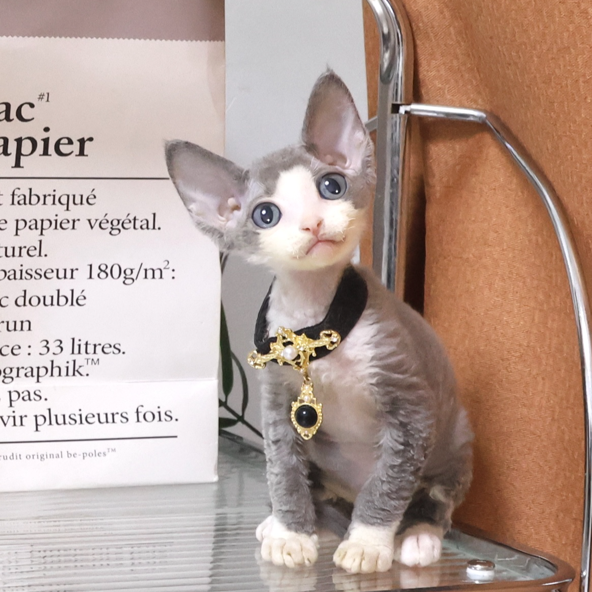 【蔚蓝】德文卷毛猫蓝白弟弟-增增