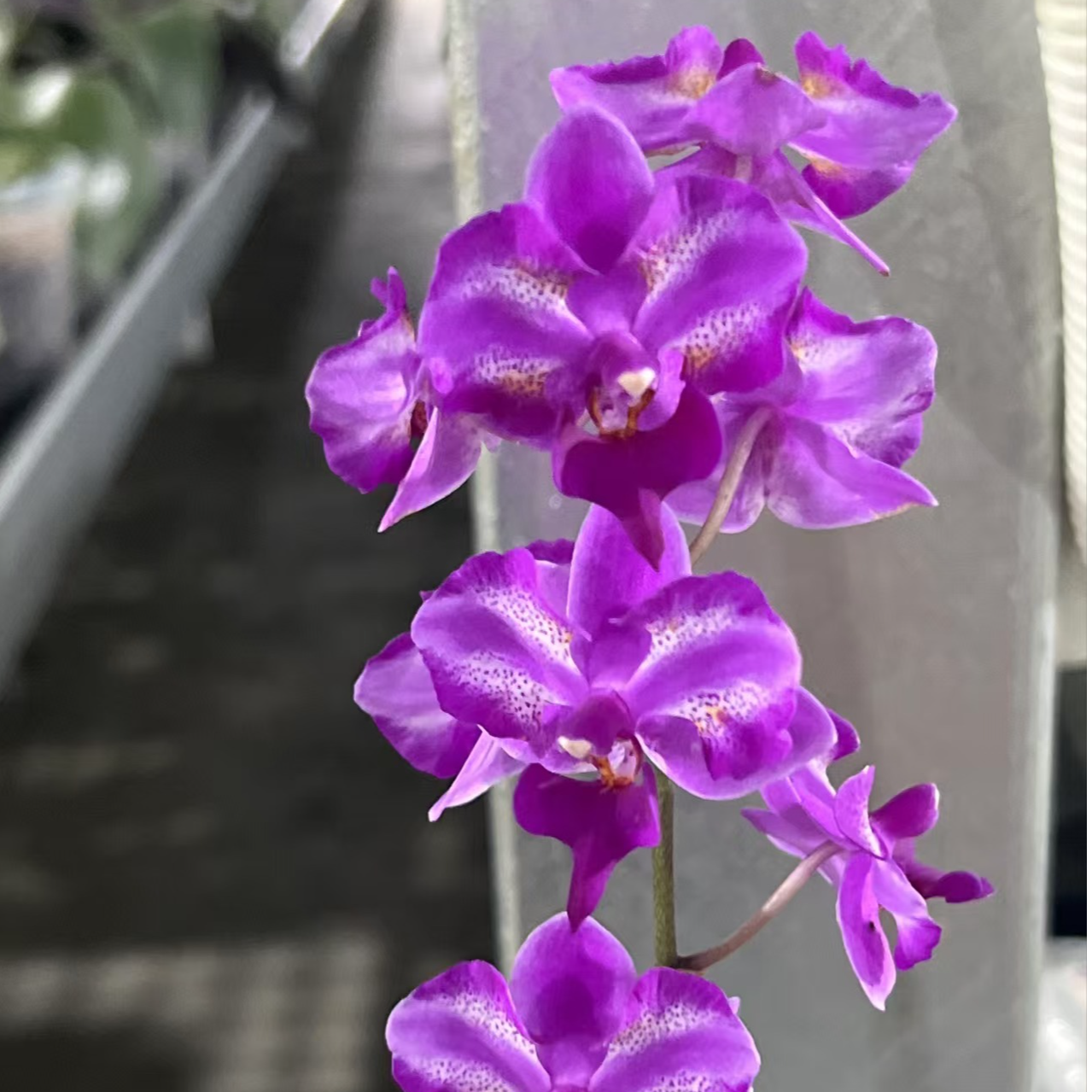 《花豹》（2.5）蝴蝶兰 丰花 剪梗苗 爆根 纯苗