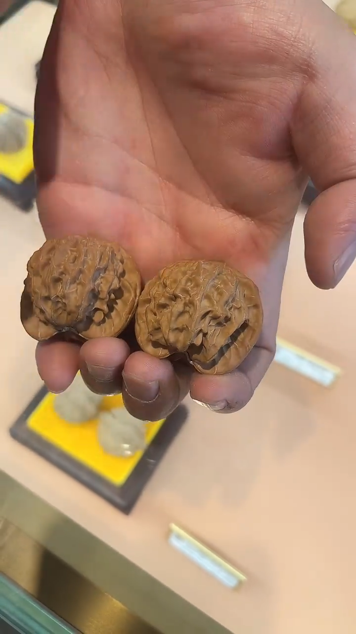 把件文玩核桃盘山公子帽（全品白茬）34-40尺寸送刷子