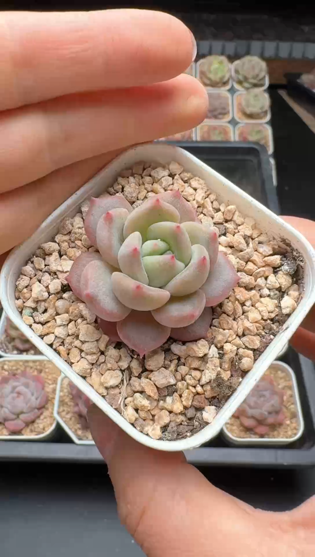 【闪购商品】247号一物一拍珍妮多肉花卉植物3颗起发